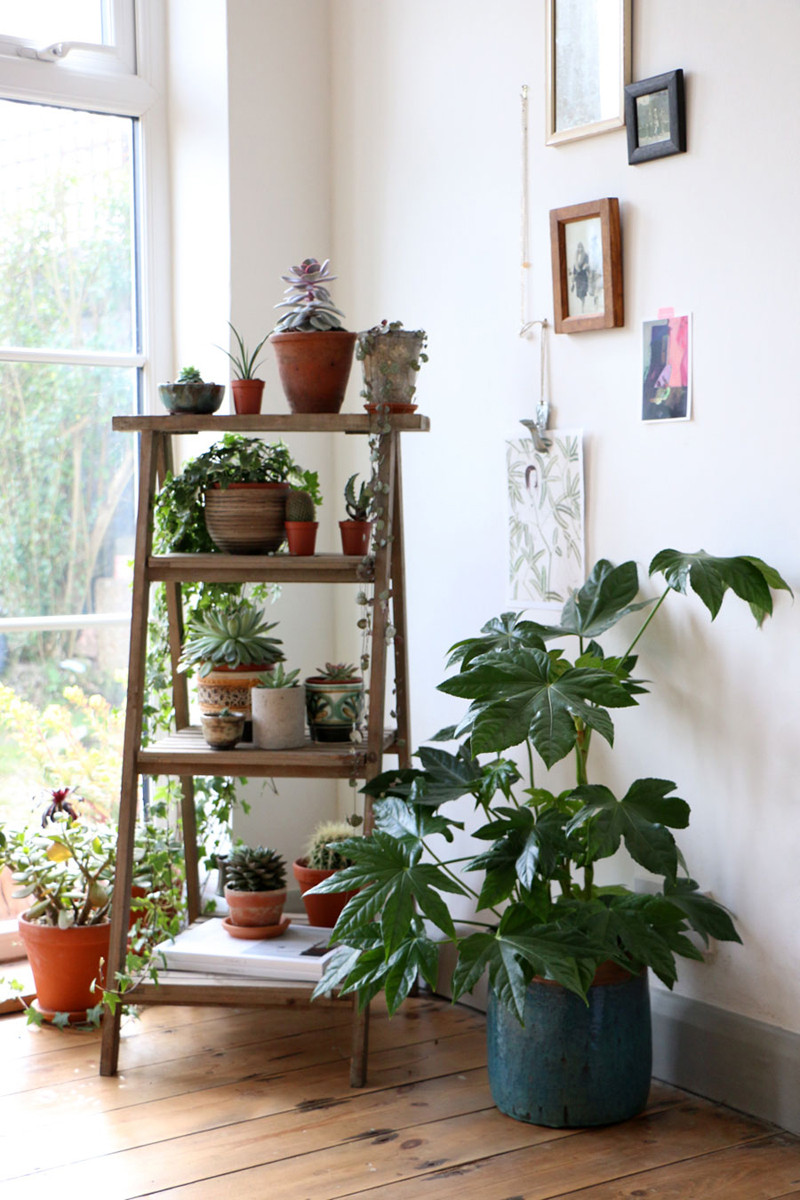 indoor plants display